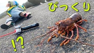 【穴釣り】超高級イセエビ釣れてダイキ失神？？！