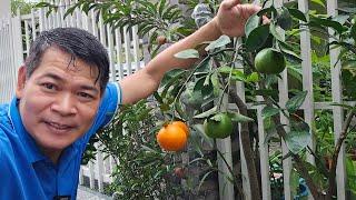 WOW! MAY HINOG NA BUNGA NA ANG AKING TANIM NA ORANGE SA TIMBA