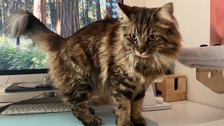 Maple interrupts me while making videos