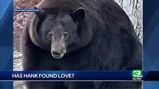 Could 'Hank the Tank' find love? Wildlife officials remain optimistic