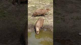 Capybara Vibes