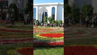  Море цветов на Фестивале цветов в Ташкенте #uzbekistan #flowers #park #beautiful #цветы