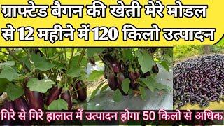 ग्राफ्टेड बैगन की खेती 1 साल में 120 किलो तक उत्पादन हो सकता है l Grafted Baigan ki kheti l