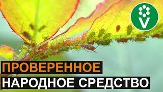 ТЛЯ? Забудьте о ее существовании!