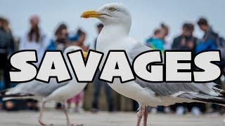 Savage Seaside Seagulls - Whitby Gulls Worse Than Ever !!