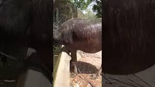 nwa nwa shok #punjabisong #punjabimusic #trending #vlog #rajasthani #vairalvideo #minivlog #shorts