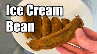 Ice Cream Bean Taste Review