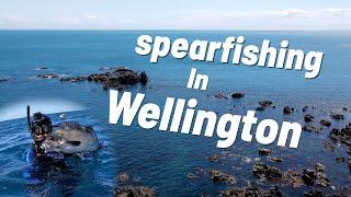 Spearfishing in Wellington New Zealand (Episode 69 )