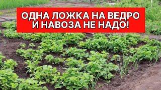 Одна ложка на ведро воды и земля как новая, живая, плодородная на годы вперед