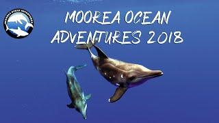 Moorea Ocean Aventures - Discover Marine Life of French Polynesia