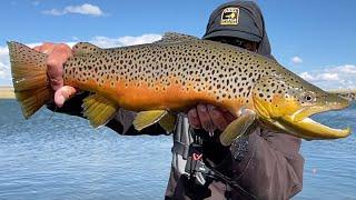 ROPING HOGS - Fly Fishing Colorado for LARGE BROWN TROUT