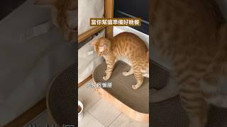 橘貓也有不吃飯的時侯，不過三隻總有一隻願意吃 #cat #貓咪 #橘貓