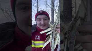 кора осины- лучшее лекарство, от природы - с любовью #осина #лес #природа