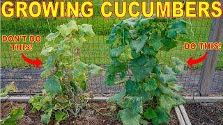 Your Cucumber Plants Will DIE Every Time You Make This Mistake!