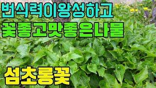 한국의 약용식물(섬초롱꽃)-기관지에좋은 산나물-텃밭친구