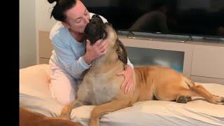 Big Boerboel Good Morning Kisses #boerboel #doglover