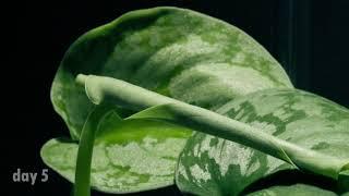 9 days Timelapse - Scindapsus or "Satin Pothos" plant