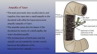 Biliary tree and pancreas anatomy