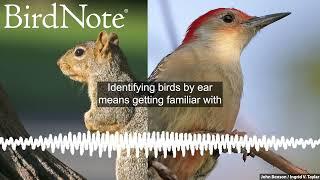 Squirrel or Bird?