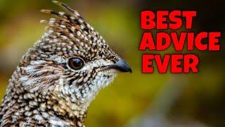 Best Ruffed Grouse Hunting Advice I Ever Got: THE PEEP