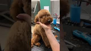 Teddy bear cut on a poodle