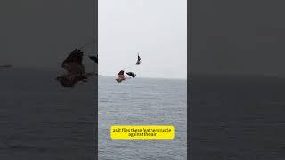 Meet the male Standard-winged Nightjar. During courtship,
