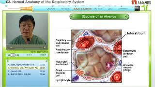 [너스케입] 중환자실간호_Anatomy of Respiratory System