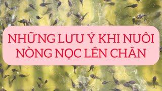 Cách nuôi ếch giống, nòng nọc lên chân | Chia sẻ cách nuôi nòng nọc