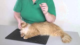 Animal welfare & health: How to health check a cat 1