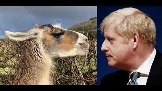 When The UK Prime Minister Met The Llama Farmer