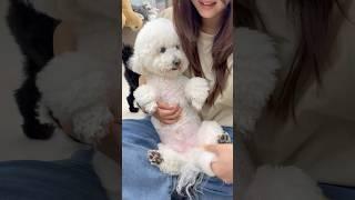 강아지의 유혹댄스#shorts