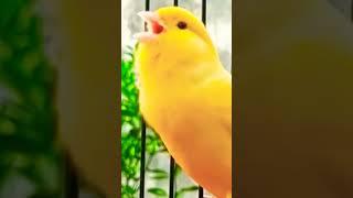 #canario #birds #kenari3in1 #canari #canary #طائرالكناري #تغريدالكناري #birdslover #kenari #bir