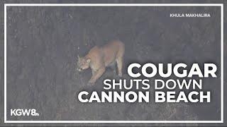 Cougar spotted on Haystack Rock leads to Cannon Beach closure