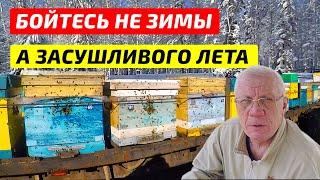 АНОМАЛЬНЫЕ зимы в пчеловодстве.  Экстремальная погода угрожает выживанию медоносных пчел.