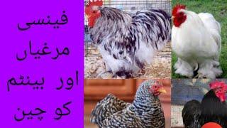 Top Fancy hens in Pakistan| Cocheen Bantam || Urdu / hindi