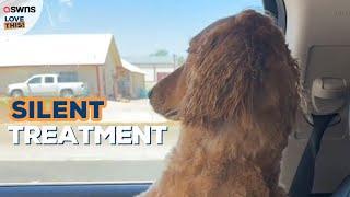 Dog gives owner the silent treatment after going to the groomers | LOVE THIS!