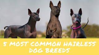 5 Common Hairless Dog Breeds in the World