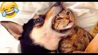 Funny Animal Videos 2023    Funniest Cats And Dogs Video 
