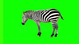 Animals green screen video | royalty free green screen effects