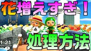 【あつ森】増えすぎた花を処理する幾つかの方法【ゆっくり実況】結局これしか道はないww