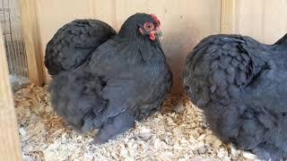 Black Cochin Bantam female bred by Brian Caraker.