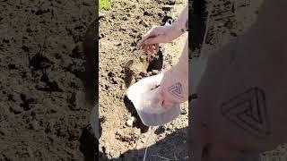 картошка,сама себя не посадит)не смотреть