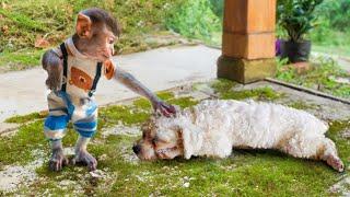 Worried Baby Monkey MiMi lost her puppy. MiMi and his mother go searching for the dog