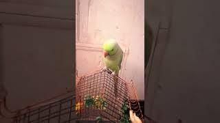 khursheed world # parrots shorts videos #