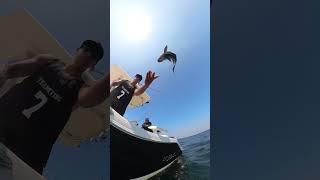 Look at the Impossible Angles on that release! #seabass #ocnj #blackseabass #catchandrelease #sevins