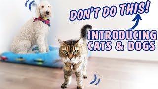 How to Introduce Dogs & Cats SAFELY  What to AVOID