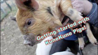 Kunekune pigs! Everything to Consider!