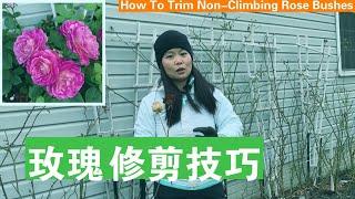 [ENG SUB] 玫瑰修剪技巧 How To Trim Non-Climbing Rose Bushes For Massive Production