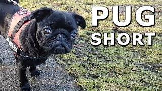 Day at the lake with my Pug