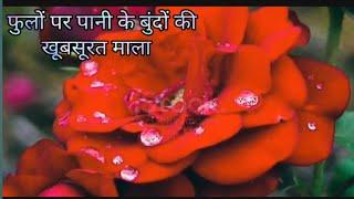 Beautiful Garland Of Water Drops On  || Nature | Magic Natural | Life Is Good| 26 June 2023